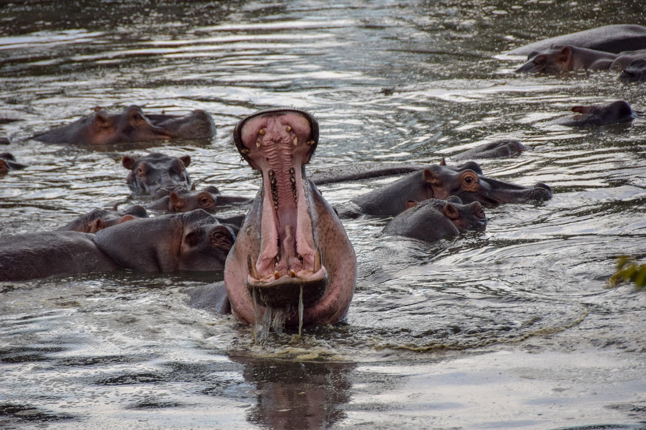 Best Serengeti Safari Tours – Witness the Great Migration 2025 2025